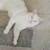 Miila Türkisch Angora Katze sucht!