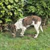 Spike wartet in 97513 Michelau