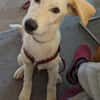 Carlo, geb. ca. 03/2025, 87763 Lautrach