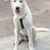 Carlo, geb. ca. 03/2025, 87763 Lautrach