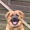 Patch sucht sein Zuhause