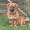 Patch sucht sein Zuhause