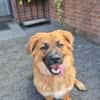 Patch sucht sein Zuhause