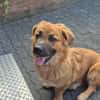 Patch sucht sein Zuhause