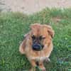Patch sucht sein Zuhause