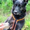 ELISA - bildhübsche Wasserratte