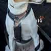 🌟 Cody - sensibler Junghund sucht dich