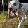 Charlie sucht Pflegestelle/Zuhause