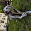 Charlie sucht Pflegestelle/Zuhause