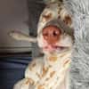Charlie sucht Pflegestelle/Zuhause