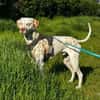 Charlie sucht Pflegestelle/Zuhause
