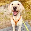 Gina-Golden Doodle will ein neues Leben