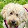 Gina-Golden Doodle will ein neues Leben