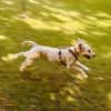 Gina-Golden Doodle will ein neues Leben