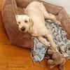 Gina-Golden Doodle will ein neues Leben