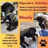 💙Woody💙sucht seine Familie