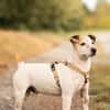 Milou