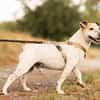 Milou