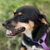 PENNY   Hundedame sucht ihr Glück