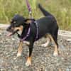 PENNY   Hundedame sucht ihr Glück