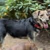 Zauberhafte Annegret sucht Zuhause