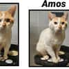 AMOS