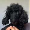 NORBERT