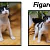 FIGARO(Réservé)