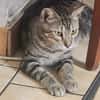 ACHILLE