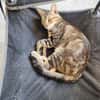 ACHILLE