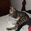 ACHILLE