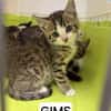 Gims