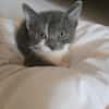 Myrtille