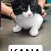 Kana