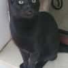 Vampi