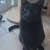 Vampi