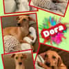 Dora- auf PS in 90530 Wendelstein