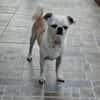 Loki, Miniwachhund sucht Familie