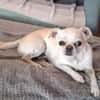 Loki, Miniwachhund sucht Familie
