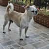 Loki, Miniwachhund sucht Familie