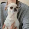 Loki, Miniwachhund sucht Familie