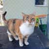 Hübsche Katzenlady Katy sucht Home