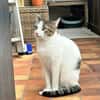 Mia - schüchteren Katze sucht Zuhause