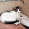 Mia - schüchteren Katze sucht Zuhause