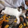 Mia - schüchteren Katze sucht Zuhause