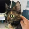 Penny, liebe tabbyfarbene Katze s. Zuhau