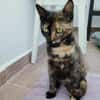 Penny, liebe tabbyfarbene Katze s. Zuhau