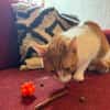 Porto, lieber Kater sucht Familie