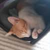 Porto, lieber Kater sucht Familie
