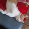 Porto, lieber Kater sucht Familie